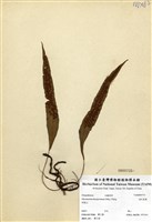 藏品(波氏星蕨)的圖片